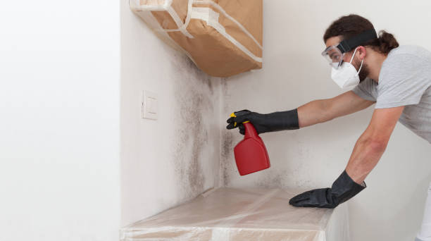 Professional Basement Mold Remediation technician working in Willow Hill, PA