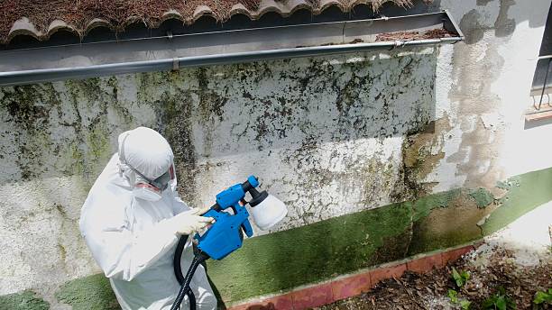 Top rated local Basement Mold Remediation specialists in Willow Hill, PA